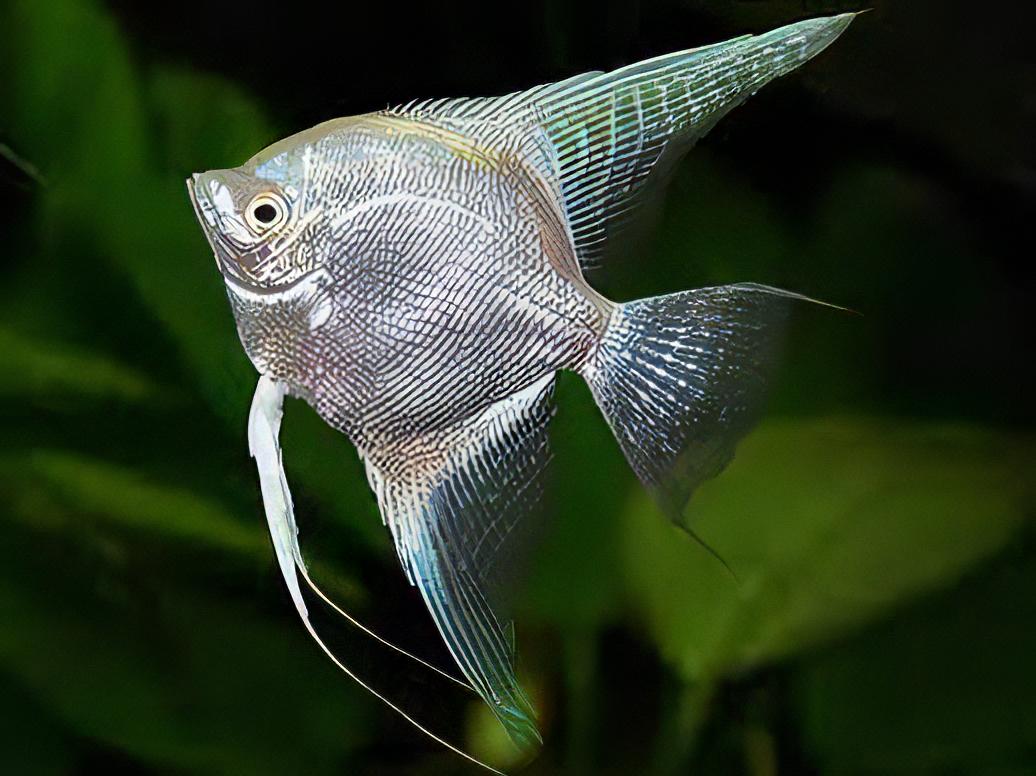 Platinum Angelfish Pterophyllum Scalare - Real Aquatics