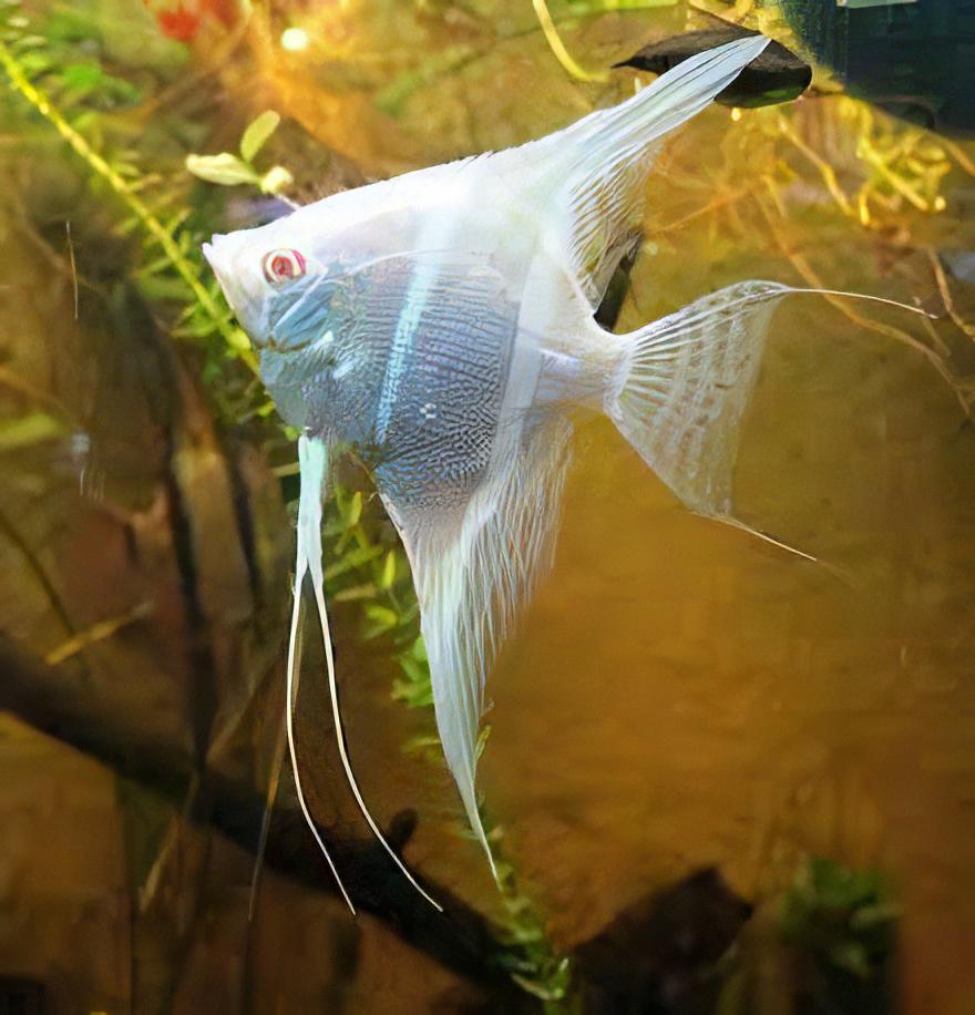 Albino Rio Japura Angelfish Pterophyllum Scalare 5cm - Real Aquatics