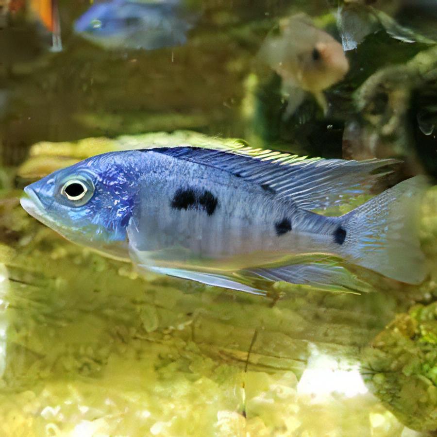 Haplochromis Chrysonotus Malawi African Cichlid