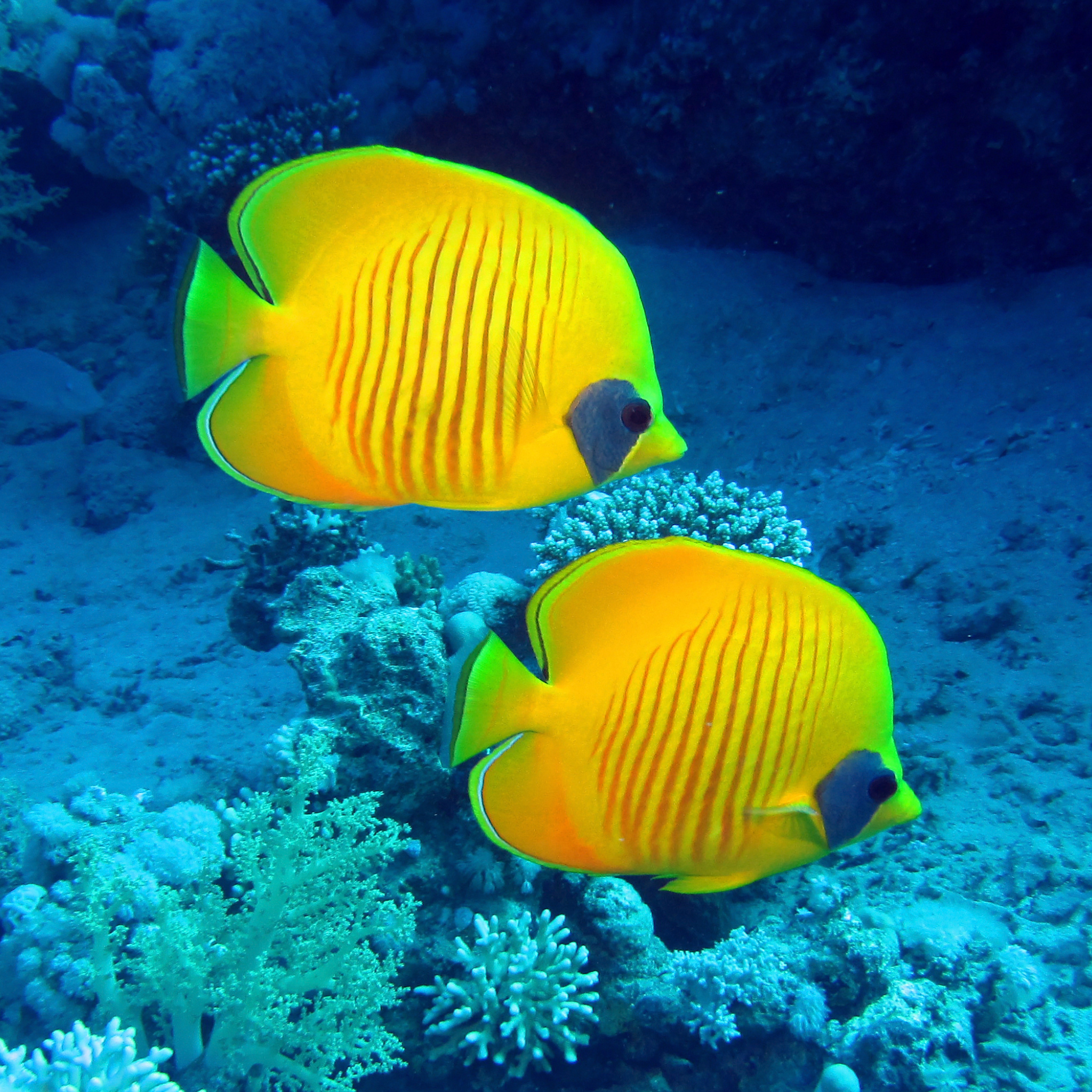 Addis Butterflyfish (Chaetodon semilarvatus)