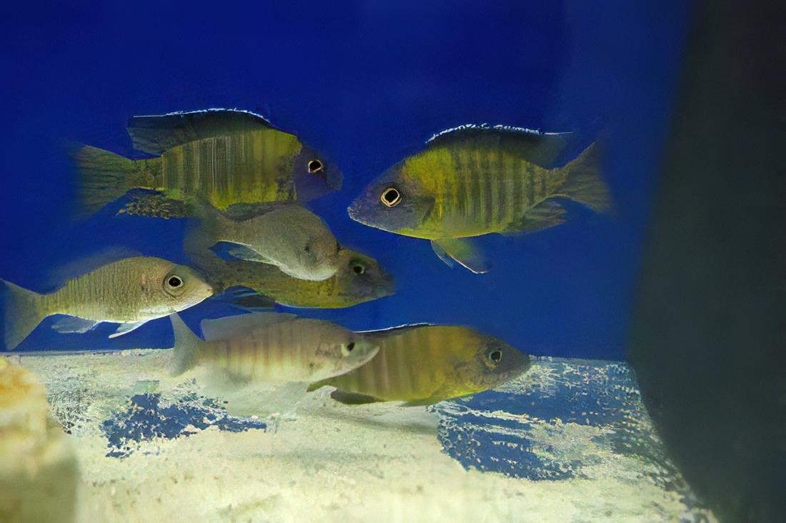 Aulonocara Usisya Neon Blue Peacock Malawi African Cichlid