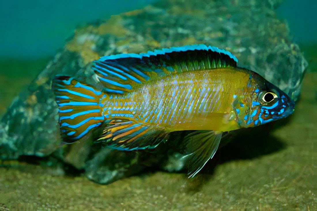 Aulonocara Usisya Neon Blue Peacock Malawi African Cichlid