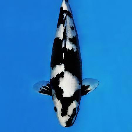 Utsurimono Grade A Koi Carp Cyprinus Carpio - Real Aquatics