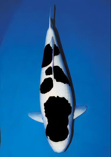 Utsurimono Japanese Koi Carp Cyprinus Carpio - Real Aquatics