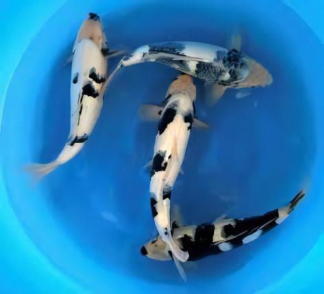 Utsurimono Grade A Koi Carp Cyprinus Carpio - Real Aquatics