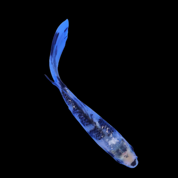 Utsurimono Butterfly Grade A Koi Carp Cyprinus Carpio - Real Aquatics