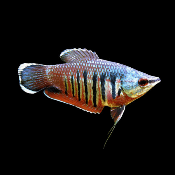 Valliant Samurai Chocolate Gourami Sphaerichthys Vaillanti 3cm - Real Aquatics