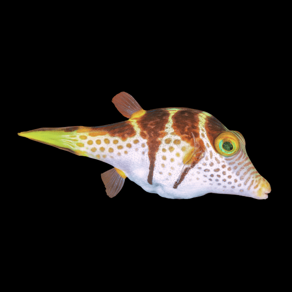 Valentini Pufferfish Canthigaster Valentini - Real Aquatics