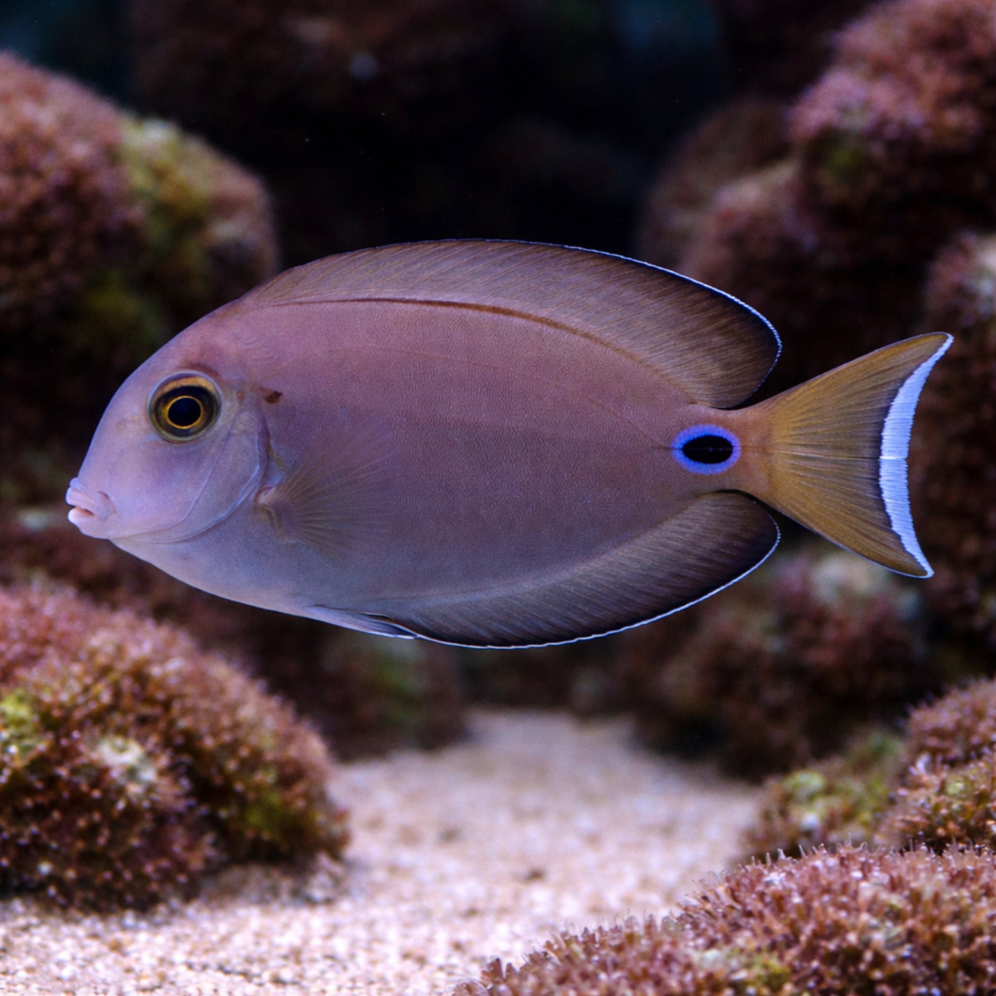 Lieutenant Surgeonfish (Acanthurus tennenti)
