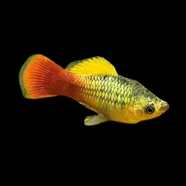 Variatus Platy Xiphophorus Maculatus 3cm - Real Aquatics