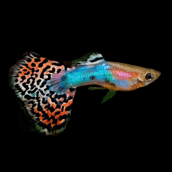 Variegated Male Guppy Poecilia Reticulata 3cm - Real Aquatics