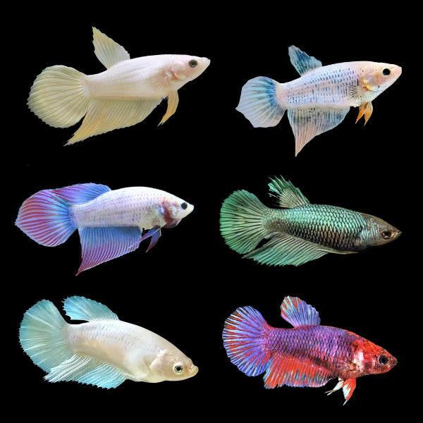 Veiltail Betta Assorted Female 3cm - Real Aquatics