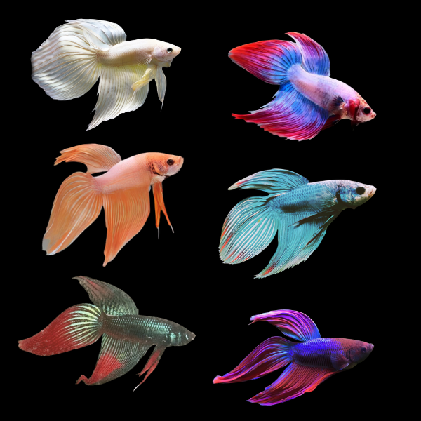 Veiltail Betta Assorted Male 3cm - Real Aquatics