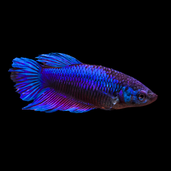 Veiltail Betta Female Blue 3cm - Real Aquatics