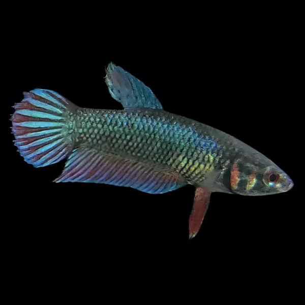 Veiltail Betta Female Green Base 3cm - Real Aquatics