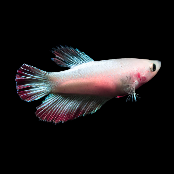 Veiltail Betta Female Pink Base 3cm - Real Aquatics