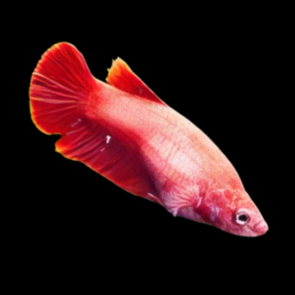 Veiltail Betta Female Red Base 3cm - Real Aquatics