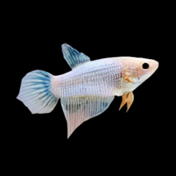 Veiltail Betta Female White Base 3cm - Real Aquatics