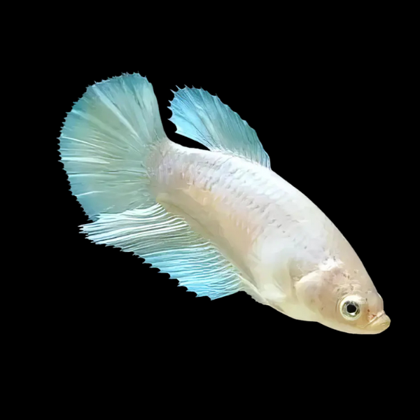 Veiltail Betta Female White 3cm - Real Aquatics