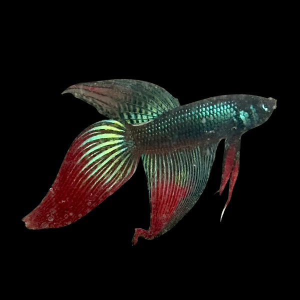 Veiltail Betta Male Green Base 3cm - Real Aquatics