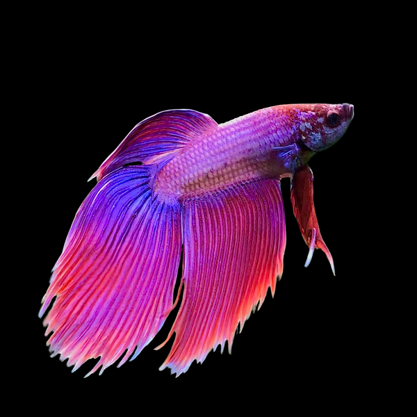 Veiltail Betta Male Purple Base 3cm - Real Aquatics