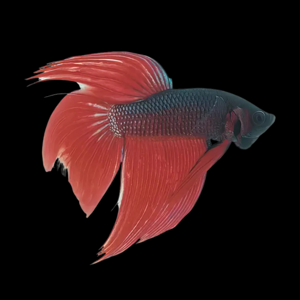 Veiltail Betta Male Red Base 3cm - Real Aquatics