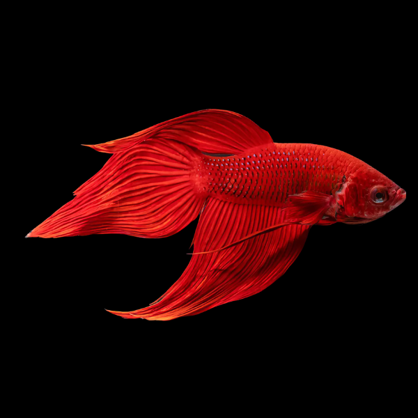 Veiltail Betta Male Red 3cm - Real Aquatics