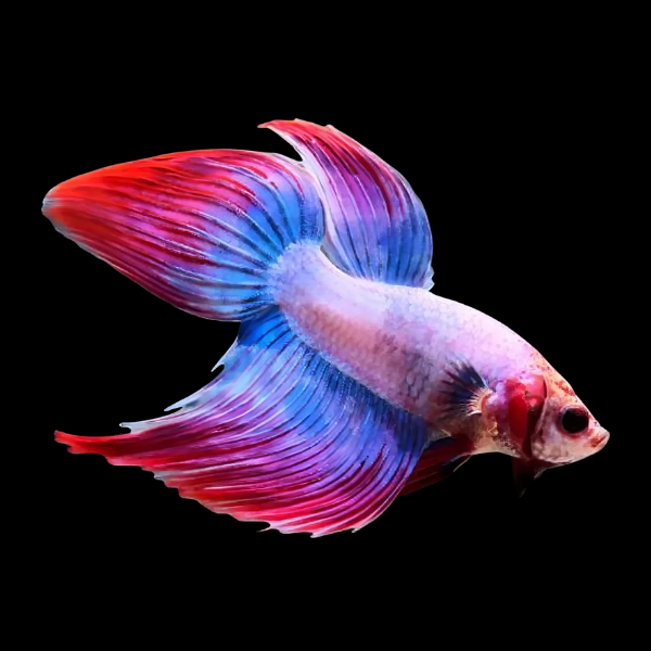 Veiltail Betta Male Tri Colour 3cm - Real Aquatics