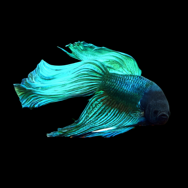Veiltail Betta Male Turquoise 3cm - Real Aquatics