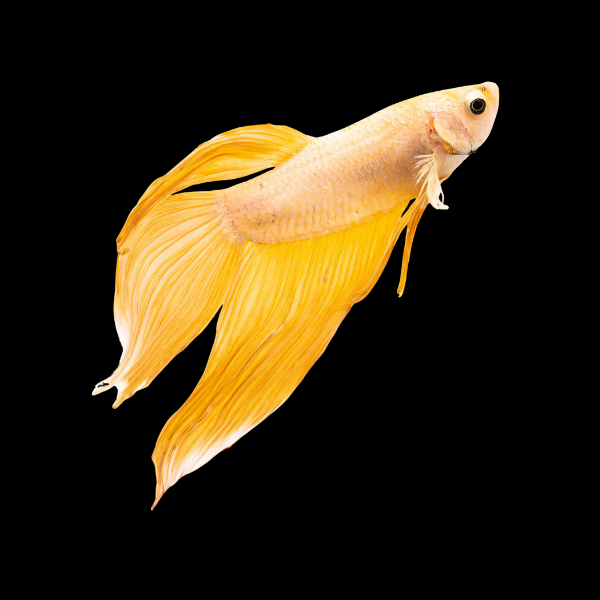 Veiltail Betta Male Yellow Base 3cm - Real Aquatics