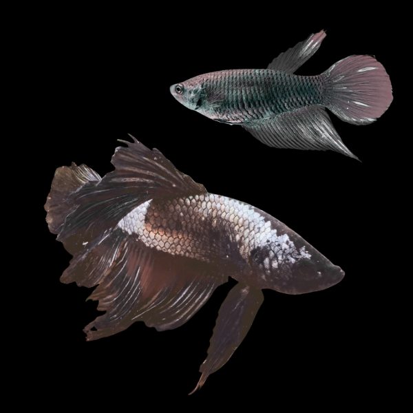 Veiltail Betta Pair Male & Female Black Base 3cm - Real Aquatics