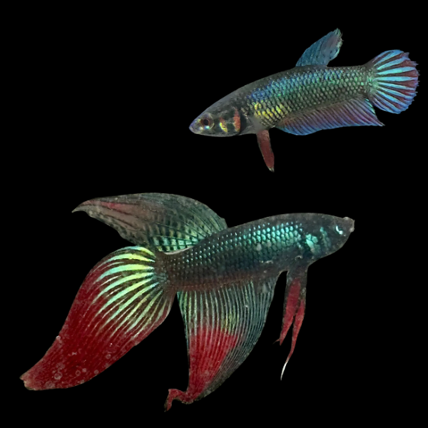 Standard Betta Pair Male & Female Green Base 3cm - Real Aquatics