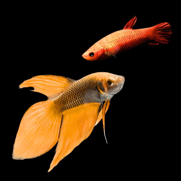 Veiltail Betta Pair Male & Female Orange Base 3cm - Real Aquatics