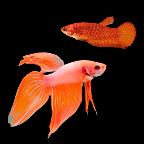 Standard Betta Pair Male & Female Orange 3cm - Real Aquatics