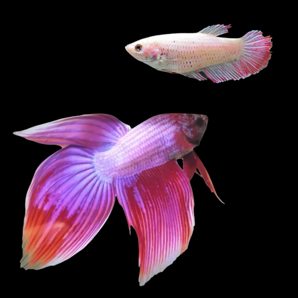 Standard Betta Pair Male & Female Pink 3cm - Real Aquatics