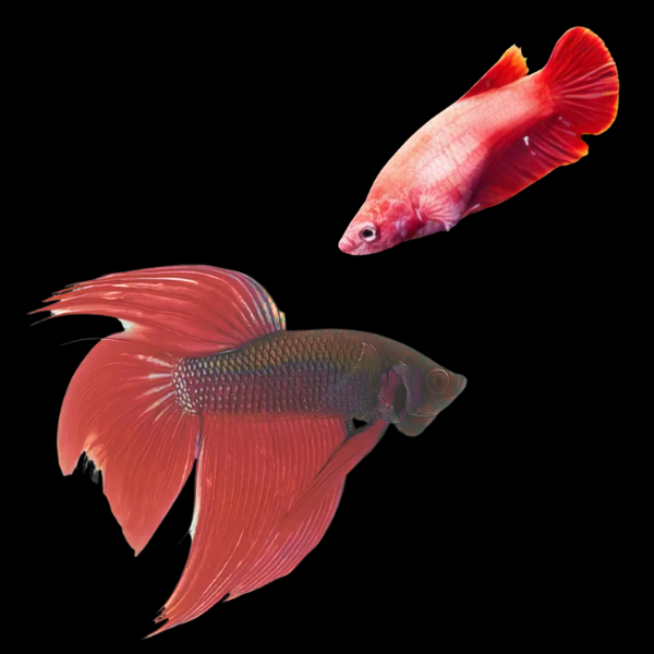 Veiltail Betta Pair Male & Female Red Base 3cm - Real Aquatics