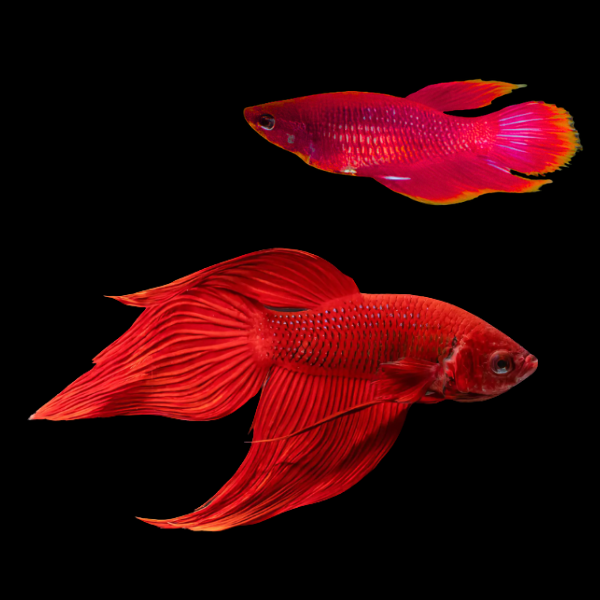 Veiltail Betta Pair Male & Female Red 3cm - Real Aquatics