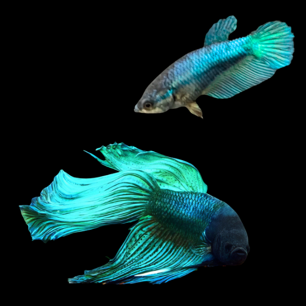 Standard Betta Pair Male & Female Turquoise 3cm - Real Aquatics