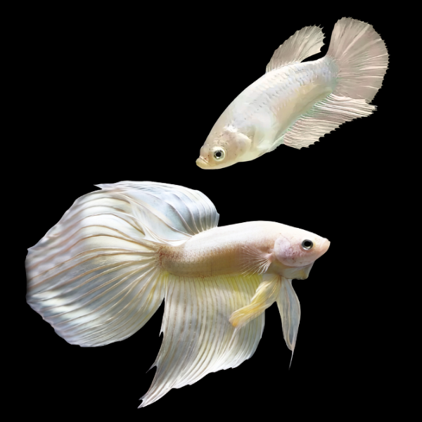Veiltail Betta Pair Male & Female White 3cm - Real Aquatics