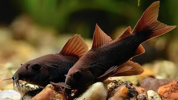 Venezuelan Black Corydoras Aeneus 3cm Catfish - Real Aquatics