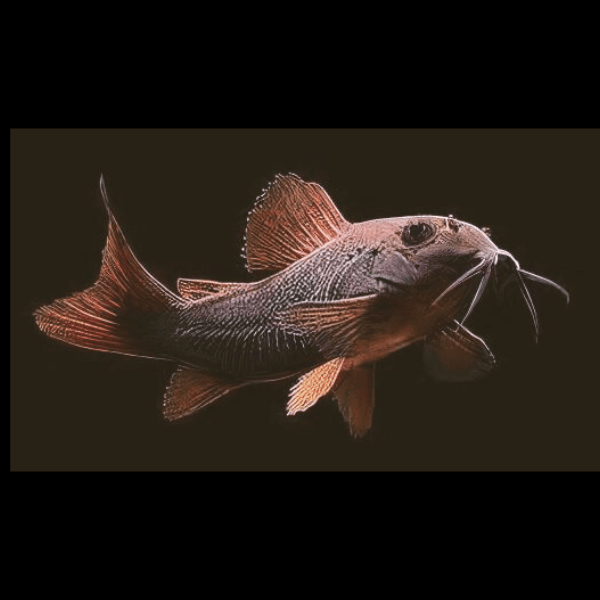 Venezuelan Black Corydoras Aeneus 3cm Catfish - Real Aquatics