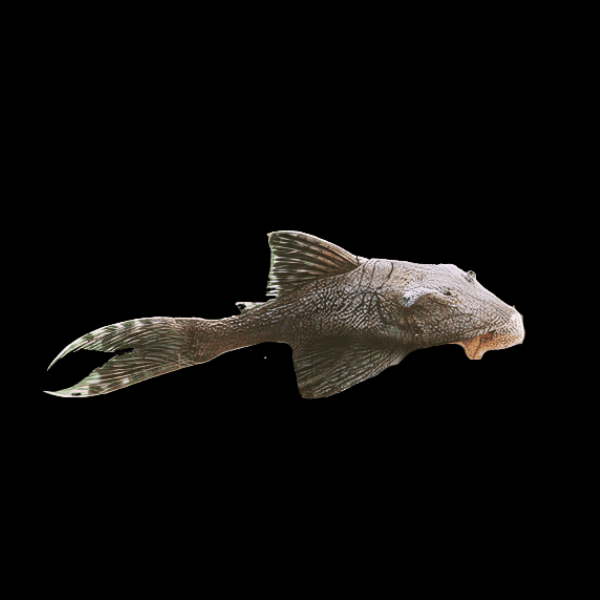 Venezuelan Blue Eyed Pleco Panaque Suttonorum 20cm - Real Aquatics