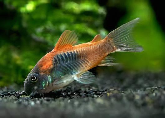Venezuelan Orange Corydoras Aeneus 3cm Catfish - Real Aquatics