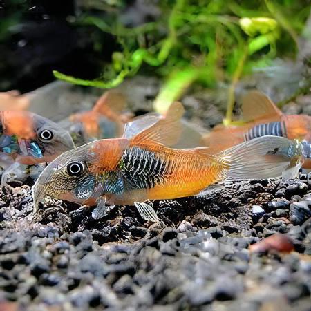 Venezuelan Orange Corydoras Aeneus 3cm Catfish - Real Aquatics