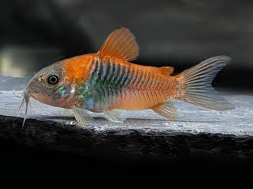 Venezuelan Orange Corydoras Aeneus 3cm Catfish - Real Aquatics