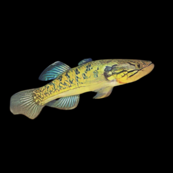 Viator Snakehead Gudgeon Giuris Viator 10cm - Real Aquatics