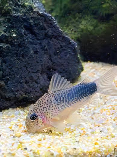 Violet Corydoras Similis 3cm Catfish - Real Aquatics