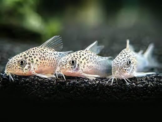 Violet Corydoras Similis 3cm Catfish - Real Aquatics