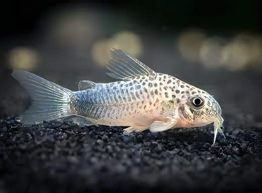 Violet Corydoras Similis 3cm Catfish - Real Aquatics