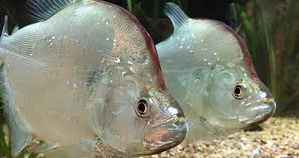 Violet Line Gerys Piranha Serrasalmus Geryi 10cm - Real Aquatics